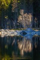 foresta alberi su frillensee piccolo lago vicino eibsee, Germania foto