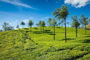 tè piantagioni. Munnar, Kerala, India foto