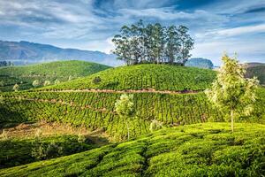 piantagioni di tè verde a Munnar, Kerala, India foto