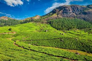 tè piantagioni, Munnar, kerala stato, India foto