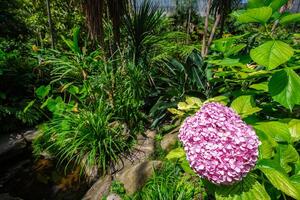 il freddo Casa estufa fria è un' serra con giardini, stagni, impianti e alberi nel Lisbona, Portogallo foto