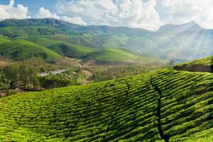 piantagioni di tè in india foto