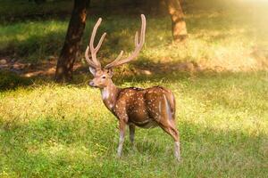 bellissimo maschio chital o macchiato cervo nel ranthambore nazionale parco, Rajasthan, India foto