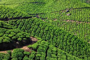 piantagioni di tè in india foto