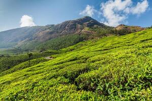piantagioni di tè in india foto