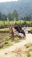 bandung, ovest Giava, Indonesia, Maggio 7, 2022, turisti godere il atmosfera di un' tè giardino giro con parecchi cervo foto