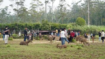 bandung, ovest Giava, Indonesia, Maggio 7, 2022, turisti godere il atmosfera di un' tè giardino giro con parecchi cervo foto