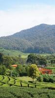 Immagine di verde tè piantagione con montagna Visualizza e chiaro cielo foto