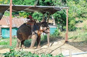 elefante nel il giungla su un isola nel Phuket foto