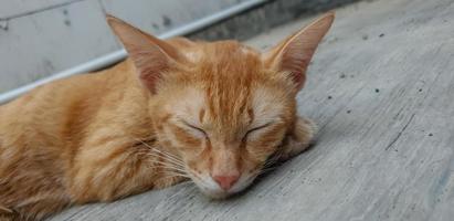 primo piano carino gattino che dorme foto