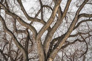 inverno albero sfondo con contorto tronchi foto