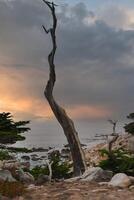 drammatico costiero scena con Esposto alle intemperie albero, California foto