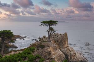 sereno costiero scena con solitario cipresso albero, California foto