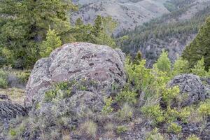 roccia con lichene e fiori selvatici foto