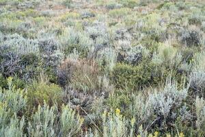 Colorado Fiore di campo e arbusto arazzo foto