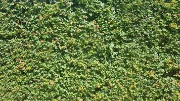sfondo verde naturale. fondo di struttura del fogliame delle foglie verdi. muro di piante viventi foto