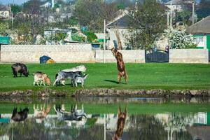 paesaggio con bellissimo natura nel il villaggio nel il repubblica di moldova. nazione vita. Moldavia, un' piccolo nazione con un' grande cuore nel orientale Europa. foto