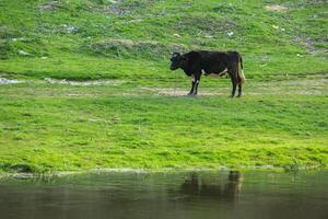 paesaggio con bellissimo natura nel il villaggio nel il repubblica di moldova. nazione vita. Moldavia, un' piccolo nazione con un' grande cuore nel orientale Europa. foto