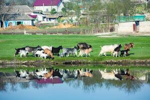 paesaggio con bellissimo natura nel il villaggio nel il repubblica di moldova. nazione vita. Moldavia, un' piccolo nazione con un' grande cuore nel orientale Europa. foto