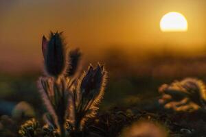 sogno-il bellissimo erba pulsatilla patene fioriture nel il primavera nel il montagne. il d'oro colore di il ambientazione sole. atmosferico primavera sfondo foto
