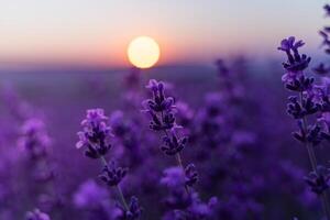 lavanda fiore sfondo. viola lavanda campo sanset vicino su. lavanda fiori nel pastello colori a sfocatura sfondo. natura sfondo con lavanda nel il campo. foto