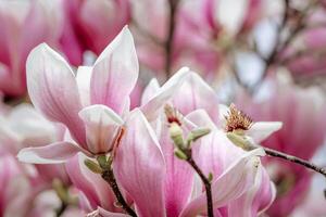 magnolia sulanjana fiori con petali nel il primavera stagione. bellissimo rosa magnolia fiori nel molla, selettivo messa a fuoco. foto