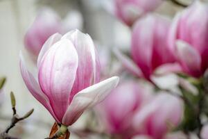 magnolia sulanjana fiori con petali nel il primavera stagione. bellissimo rosa magnolia fiori nel molla, selettivo messa a fuoco. foto