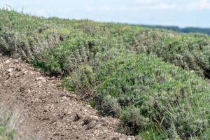 lavanda cespugli nel il primavera prima il bambino stagione. il impianti siamo verde e in crescita nel il campo. foto