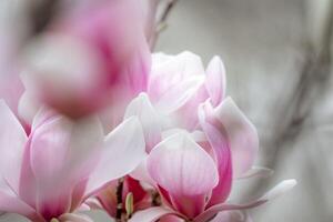 magnolia sulanjana fiori con petali nel il primavera stagione. bellissimo rosa magnolia fiori nel molla, selettivo messa a fuoco. foto