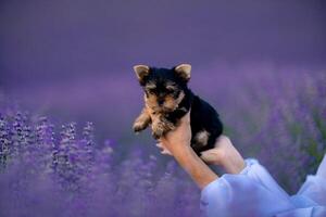 un' piccolo nero e Marrone cucciolo è essere tenuto di un' persona nel un' campo di viola fiori. scena è tranquillo, calmo e sereno, come il cucciolo è circondato di il bellezza di natura. foto