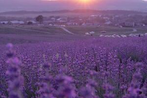 lavanda fiore sfondo. viola lavanda campo sanset vicino su. lavanda fiori nel pastello colori a sfocatura sfondo. natura sfondo con lavanda nel il campo. foto