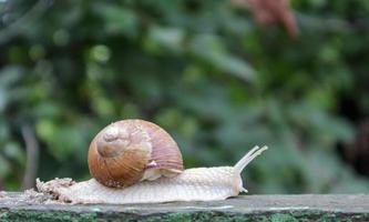 grande lumaca da giardino strisciante con un guscio a strisce. un grosso mollusco bianco con una conchiglia striata di marrone. giornata estiva in giardino. Borgogna, lumaca romana con sfondo sfocato. elica promatia. foto