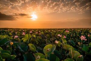 Alba nel il campo di fiori di loto, rosa loto nelumbo nucifera ondeggia nel il vento. contro il sfondo di loro verde le foglie. loto campo su il lago nel naturale ambiente. foto