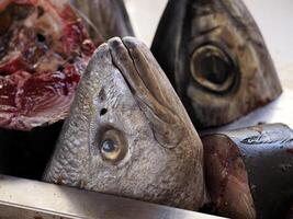 testa di fresco pesce frutti di mare a ortigia siracusa sicilia pesce mercato Italia foto