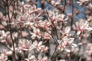 fioritura magnolia nel primavera contro pastello bokeh blu cielo e rosa sfondo, largo composizione. foto