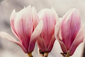 magnolia sulanjana fiori con petali nel il primavera stagione. bellissimo rosa magnolia fiori nel molla, selettivo messa a fuoco. foto