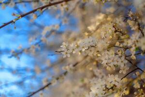 fioritura bianca ciliegia prugna. un' ramo di fioritura prugna contro il blu cielo, bellissimo bianca fiori di prugne nel il città giardino. primavera sfondo, fioritura giardini. foto