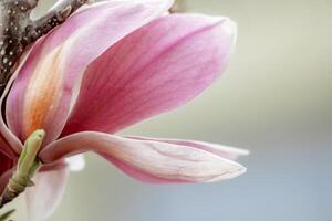 magnolia sulanjana fiori con petali nel il primavera stagione. bellissimo rosa magnolia fiori nel molla, selettivo messa a fuoco. foto