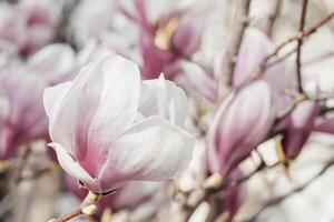 magnolia sulanjana fiori con petali nel il primavera stagione. bellissimo rosa magnolia fiori nel molla, selettivo messa a fuoco. foto