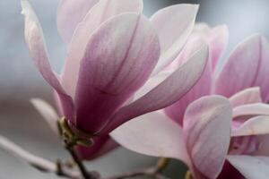 magnolia sulanjana fiori con petali nel il primavera stagione. bellissimo rosa magnolia fiori nel molla, selettivo messa a fuoco. foto