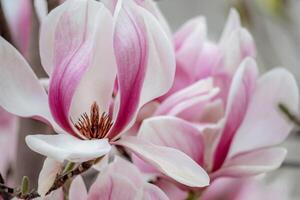 magnolia sulanjana fiori con petali nel il primavera stagione. bellissimo rosa magnolia fiori nel molla, selettivo messa a fuoco. foto