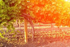 riga di vigneto uva vineslate estate, sfocato sfondo, selettivo messa a fuoco, filtro foto