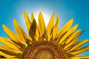 metà di un' girasole fiore contro un' blu cielo. il sole brilla attraverso il giallo petali. agricolo coltivazione di girasole per cucinando olio. foto