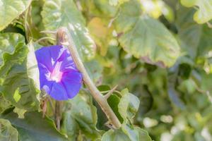 bellissimi fiori blu viola in giardini e parchi sud africa. foto