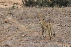 il leone guarda avidamente la sua preda Kruger nationalpark sud africa. foto