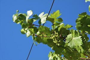 verde uva su il blye cielo foto