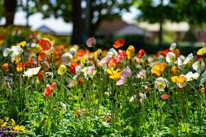 toowoomba fiore Festival foto