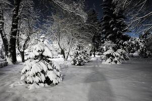 inverno città parco foto