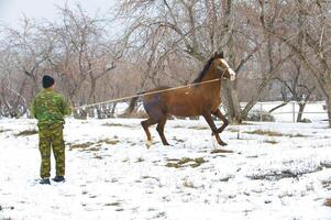 cavallo inverno nel il pomeriggio su camminare foto