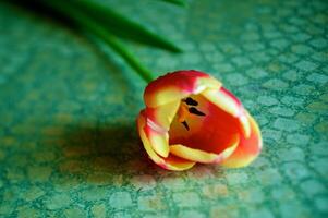 fioritura tulipani nel un' vaso. colorato fiori foto